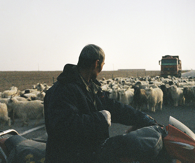 Animal Welfare