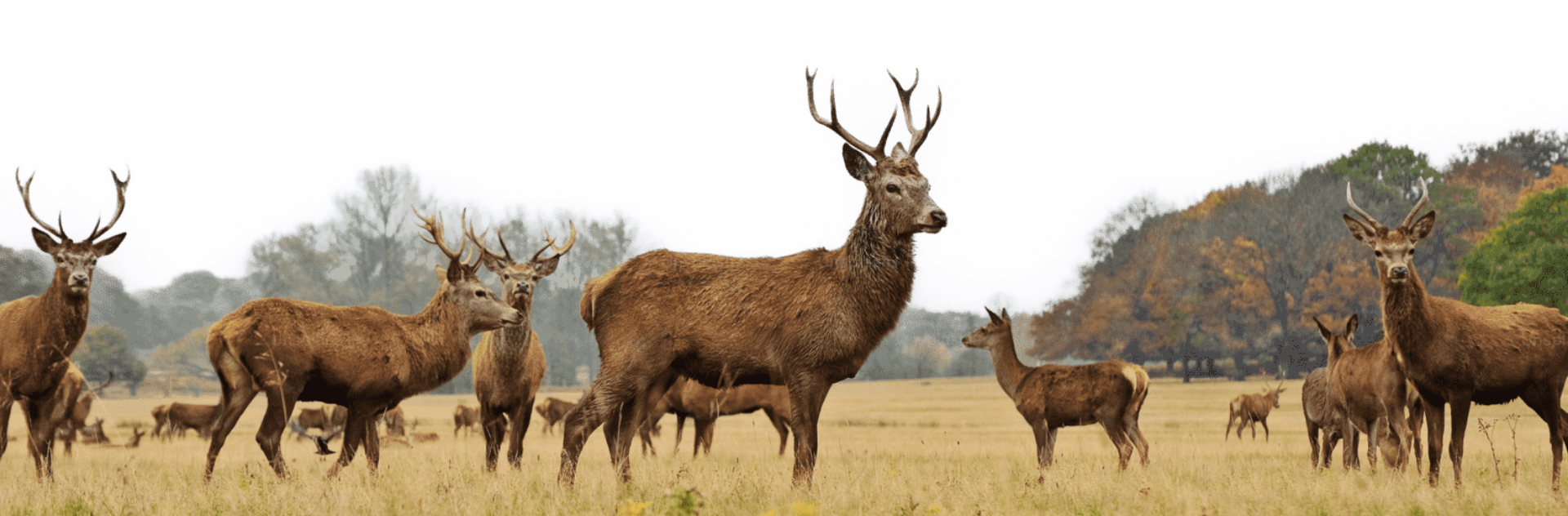 Animal Fiber